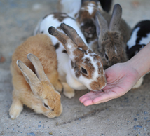 יום רביעי 13.5.26