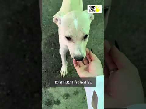 Preview image for the video "ספיר בקהילה - התנדבות עם כלבים".