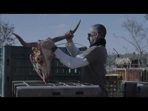 Preview image for the video "עדר - עומר דאידה | Herd -  Omer Daida".