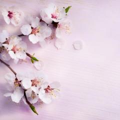 פרחי שקדיה על רקע ורוד