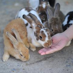 שבוע ספיר בקהילה יום רביעי