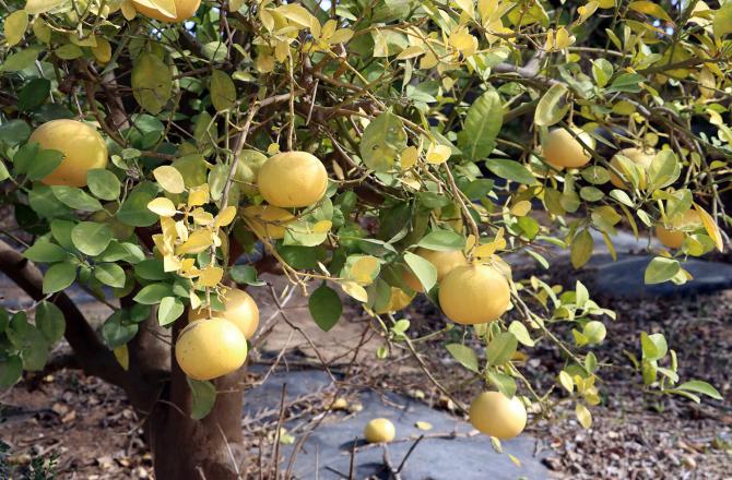 סיור בחוות בולוטין