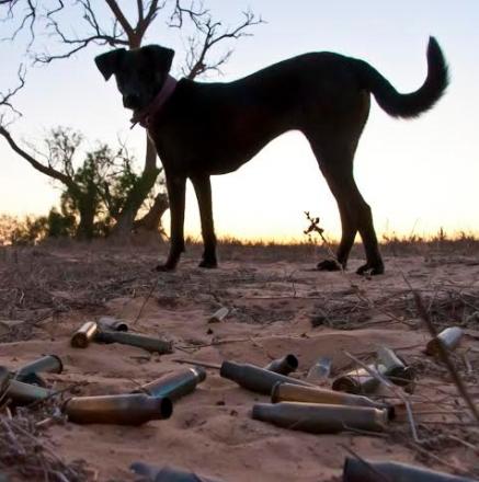 צילום כלב ליד כדורי רובה