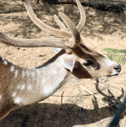 סיור בחוות בולוטין