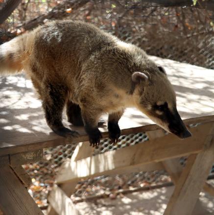 סיור בחוות בולוטין