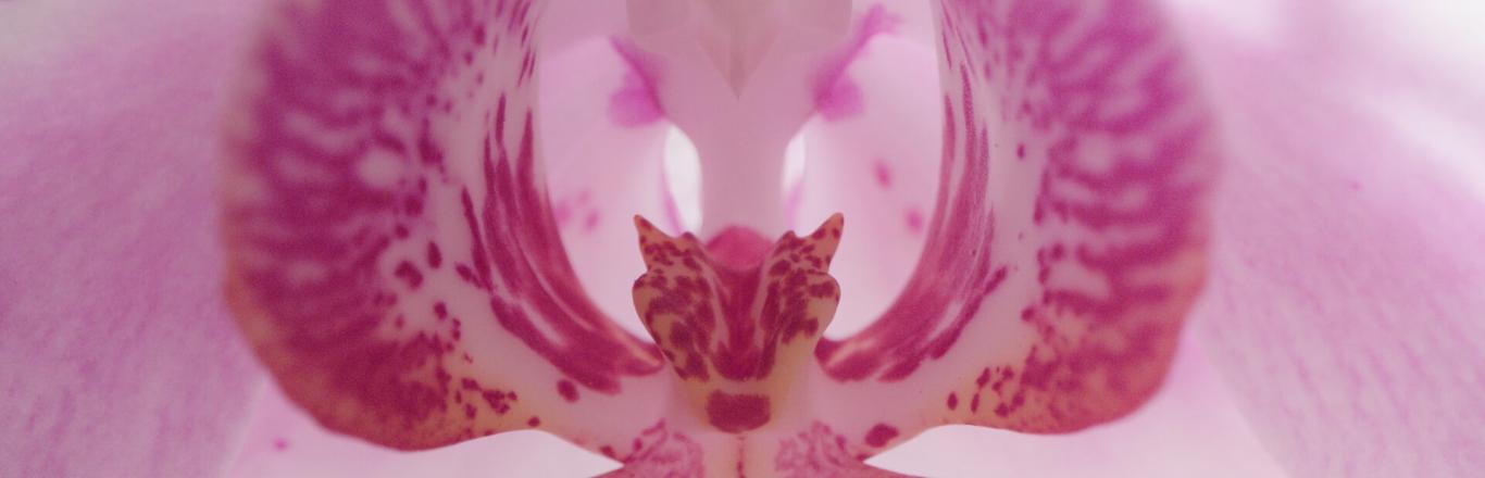 לחצו לפתיחת הסרטון בחלונית