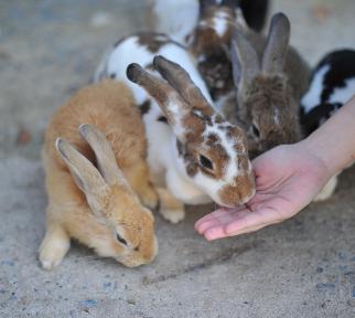 שבוע ספיר בקהילה יום רביעי