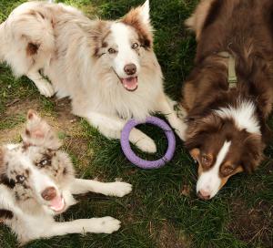 כלביית שדרות 
