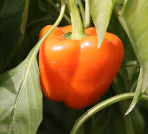 4.1.26 סיור חקלאי